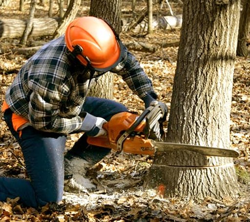 Tree Removal in Meldrim, GA